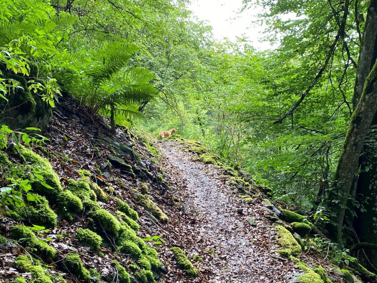 Waldlaeufer * Brilon