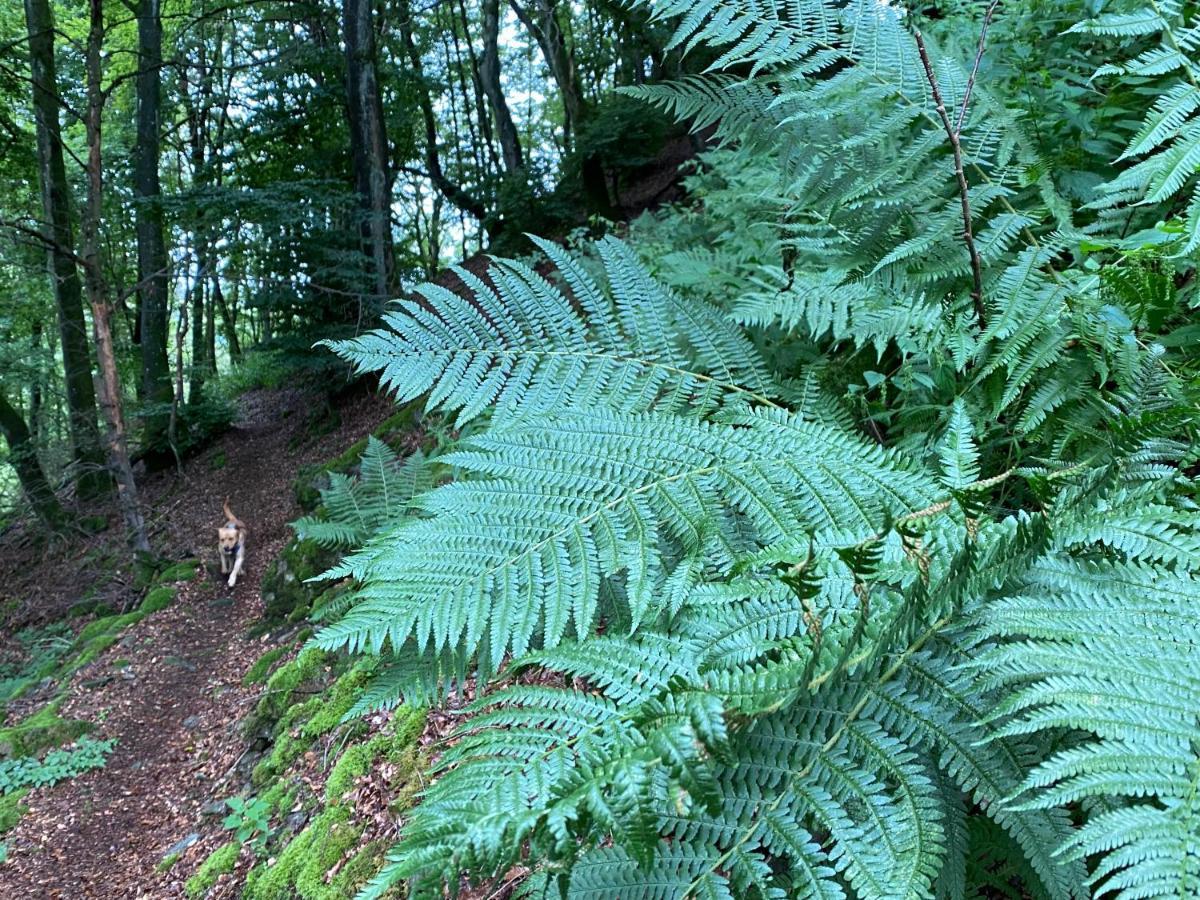 Waldlaeufer